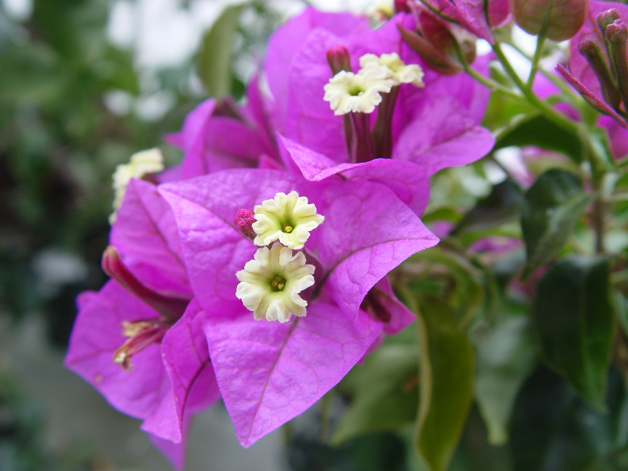 گل کاغذی مصری